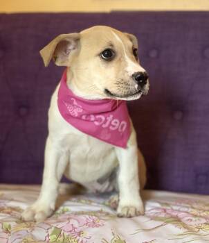 Boodle Lonestar -  Terrier Dog for Adoption in Rockaway, New Jersey - Boodle Lonestar | PetCurious