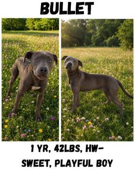 Bullet -  Weimaraner and American Staffordshire Terrier Dog for Adoption in Albany, Georgia - Bullet | PetCurious