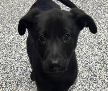 Frannie -  Labrador Retriever Dog Available for Adoption in Golden, Colorado - Frannie | PetCurious