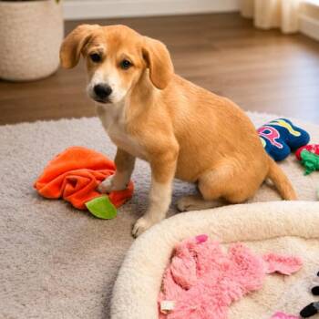 Buttercup -  Labrador Retriever Dog for Adoption in Sanford, North Carolina - Buttercup | PetCurious