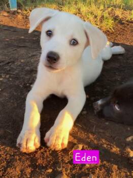 Eden -  Husky Dog for Adoption in Alexander, Arkansas - Eden | PetCurious