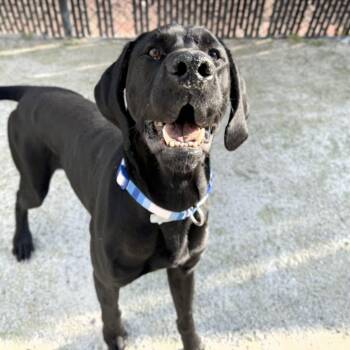 Rookie -  German Shorthaired Pointer Dog for Adoption in Philadelphia, Pennsylvania - Rookie | PetCurious