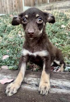 Summer -  Terrier and Mixed Breed Dog for Adoption in Los Angeles, California - Summer | PetCurious