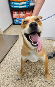 Sunny -  Mixed Breed Dog for Adoption in Pratt, Kansas - Sunny | PetCurious