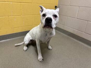 Pit Bull Terrier and Mixed Breed Dogs Available for Adoption - MAMAS | PetCurious