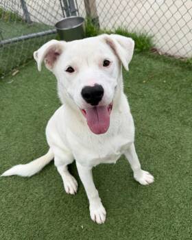 Mixed Breed Dogs Available for Adoption - Taylor | PetCurious