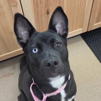 Annabelle -  Husky and Mixed Breed Dog for Adoption in Zanesville, Ohio - Annabelle | PetCurious