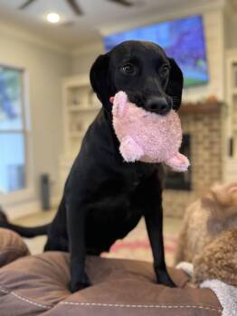 Belle -  Black Labrador Retriever Dog for Adoption - Belle | PetCurious