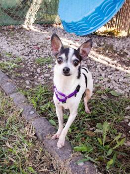 Bohdi *Bonded with Dexter* -  Chihuahua Dog for Adoption in Lansing, Kansas - Bohdi *Bonded With Dexter* | PetCurious