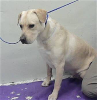 Labrador Retriever and Mixed Breed Dogs Available for Adoption in Houston, Texas - LIZA | PetCurious