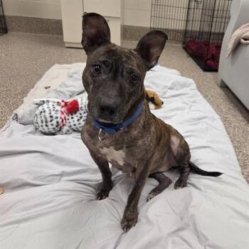 PHOENIX -  Plott Hound and Pit Bull Terrier Dog Available for Adoption in Barnstable, Massachusetts - PHOENIX | PetCurious
