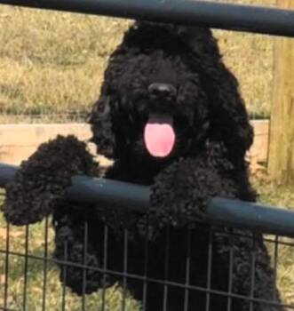 Bo -  Goldendoodle Dog for Adoption in Paris, Kentucky - Bo | PetCurious