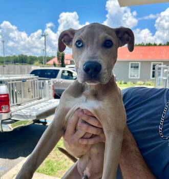 Kiba -  Pit Bull Terrier Dog for Adoption in Gautier, Mississippi - Kiba | PetCurious