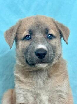 Caracara -  Husky and Shepherd Dog for Adoption in Phoenix, Arizona - Caracara | PetCurious
