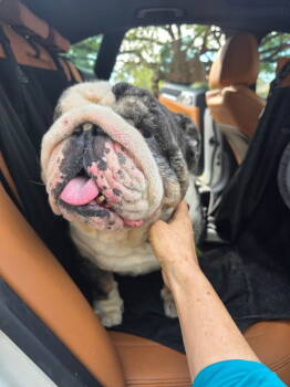 Rescue English Bulldog Dogs for Adoption in Lake Forest, California - Butkus | PetCurious