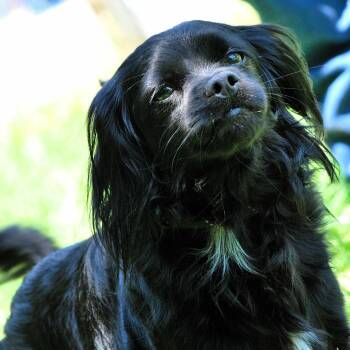 Pinto -  Mixed Breed and Cocker Spaniel Dog Available for Adoption in Madison, Wisconsin - Pinto | PetCurious