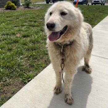 Great Pyrenees Dogs Available for Adoption in Madisonville, Tennessee - Cinderella | PetCurious
