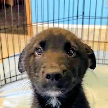 Lenox (20260921-05) -  Black Labrador Retriever Dog for Adoption in Niagara Falls, Ontario - Lenox (20260921-05) | PetCurious