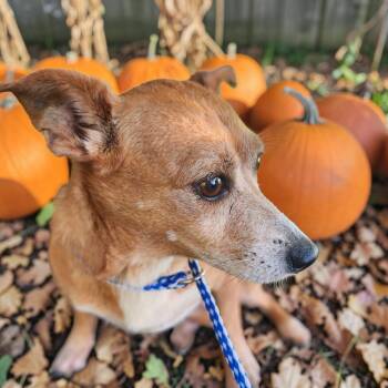 Haitia -  Chihuahua Dog for Adoption in Lorida, Florida - Haitia | PetCurious