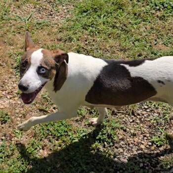 Rescue Jack Russell Terrier and Basenji Dogs for Adoption in Hardeeville, South Carolina - Cleo | PetCurious