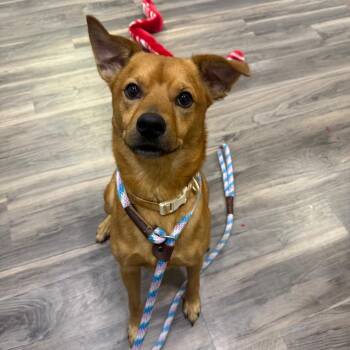 Russell -  Pug and Shepherd Dog for Adoption in Muncie, Indiana - Russell | PetCurious
