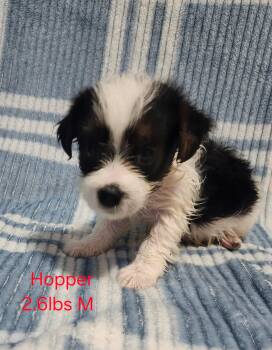Hopper -  Yorkshire Terrier and Dachshund Dog for Adoption in Joppa, Alabama - Hopper | PetCurious