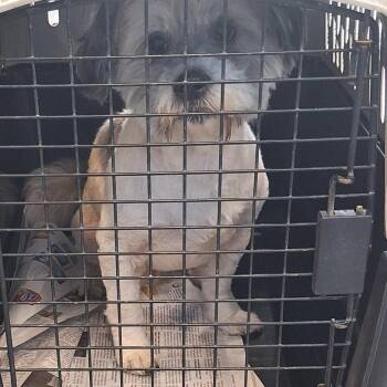 Jackson -  Shih Tzu Dog for Adoption in Montgomery, Alabama - Jackson | PetCurious