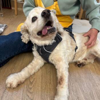 Cocker Spaniel Dogs Available for Adoption in San Francisco, California - Cocoliso 14086 | PetCurious