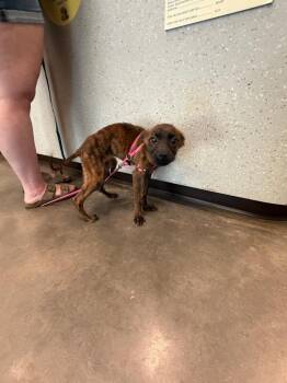 Bonnie -  Chihuahua and Dachshund Dog for Adoption in Clarksville, Tennessee - Bonnie | PetCurious