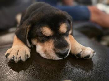 Snuggles -  Mixed Breed Dog for Adoption in Fort Collins, Colorado - Snuggles | PetCurious