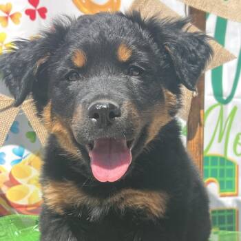 Rottweiler and Shepherd Dogs Available for Adoption - Wednesday | PetCurious