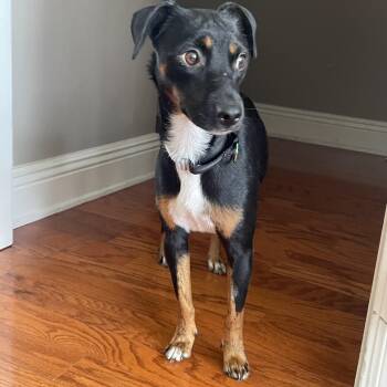 Dionne -  Miniature Pinscher and Jack Russell Terrier Dog for Adoption in Mobile, Alabama - Dionne | PetCurious