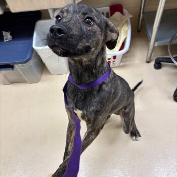 Rescue Mixed Breed Dogs for Adoption in Winston-salem, North Carolina - Cane | PetCurious