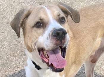Kurby -  Mixed Breed Dog for Adoption in Georgetown, Texas - Kurby | PetCurious