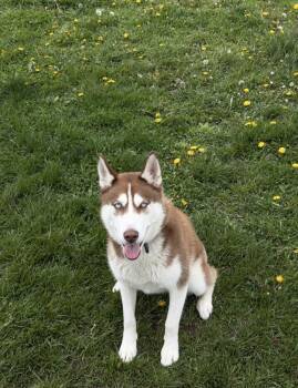 Siberian Husky and Husky Dogs Available for Adoption in Frankfort, New York - Leah | PetCurious