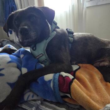 Dezzy -  Mixed Breed Dog for Adoption in Clavet, Saskatchewan - Dezzy | PetCurious