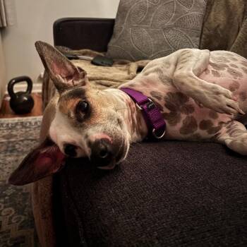 Oliver -  Jack Russell Terrier Dog for Adoption in South Elgin, Illinois - Oliver | PetCurious