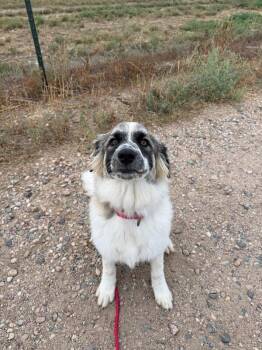 Prana -  Anatolian Shepherd and Mixed Breed Dog for Adoption in Fort Collins, Colorado - Prana | PetCurious