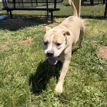 Pit Bull Terrier Dogs Available for Adoption in York, Pennsylvania - Athena Rose | PetCurious