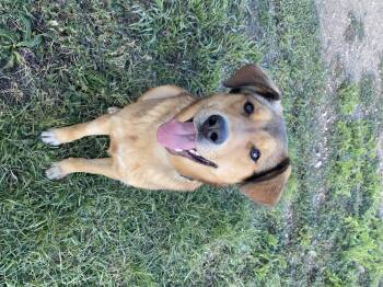 Rescue Labrador Retriever Dogs for Adoption in Melfort, Saskatchewan - Lenny | PetCurious