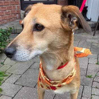 Faye -  Corgi Dog for Adoption in Toronto, Ontario - Faye | PetCurious
