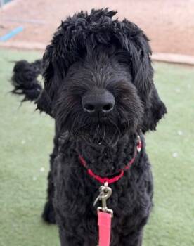 Standard Poodle Dogs Available for Adoption - George | PetCurious
