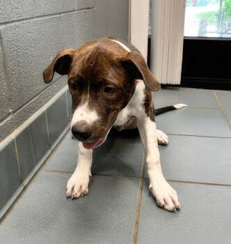Dell -  Mixed Breed Dog for Adoption in Nashville, Tennessee - Dell | PetCurious