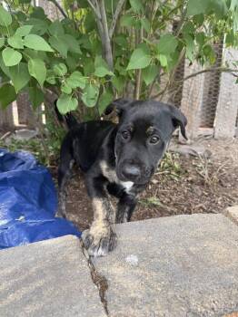 Labrador Retriever Dogs Available for Adoption in Colorado Springs, Colorado - Santos | PetCurious