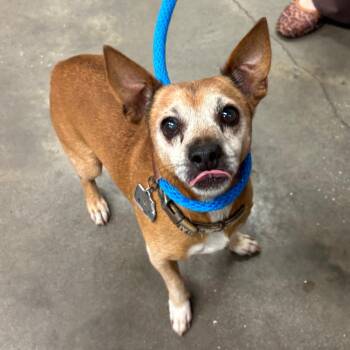 Dexter -  Jack Russell Terrier Dog for Adoption in Tampa, Florida - Dexter | PetCurious