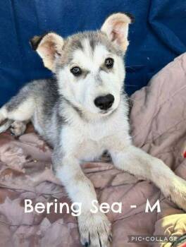 Husky Dogs Available for Adoption in Waunakee, Wisconsin - Bering Sea | PetCurious