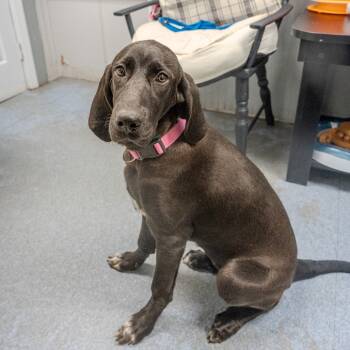 Rescue Bloodhound Dogs for Adoption in Pawling, New York - Maxine | PetCurious