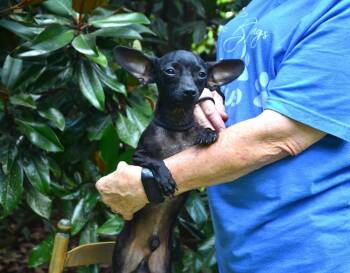 Scooter -  Chihuahua Dog for Adoption in Willingboro, New Jersey - Scooter | PetCurious