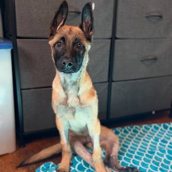 Nyra -  Belgian Shepherd Malinois Dog for Adoption in Rockville, Maryland - Nyra | PetCurious