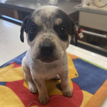 Australian Cattle Dog Blue Heeler Dogs Available for Adoption - Flora | PetCurious